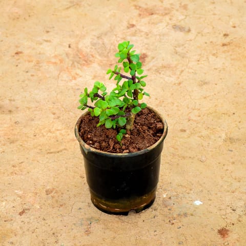 Jade in 4 Inch Nursery Pot