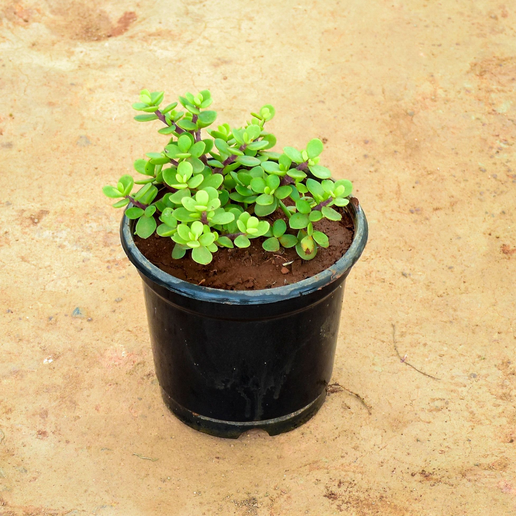 Jade in 7 Inch Nursery Pot