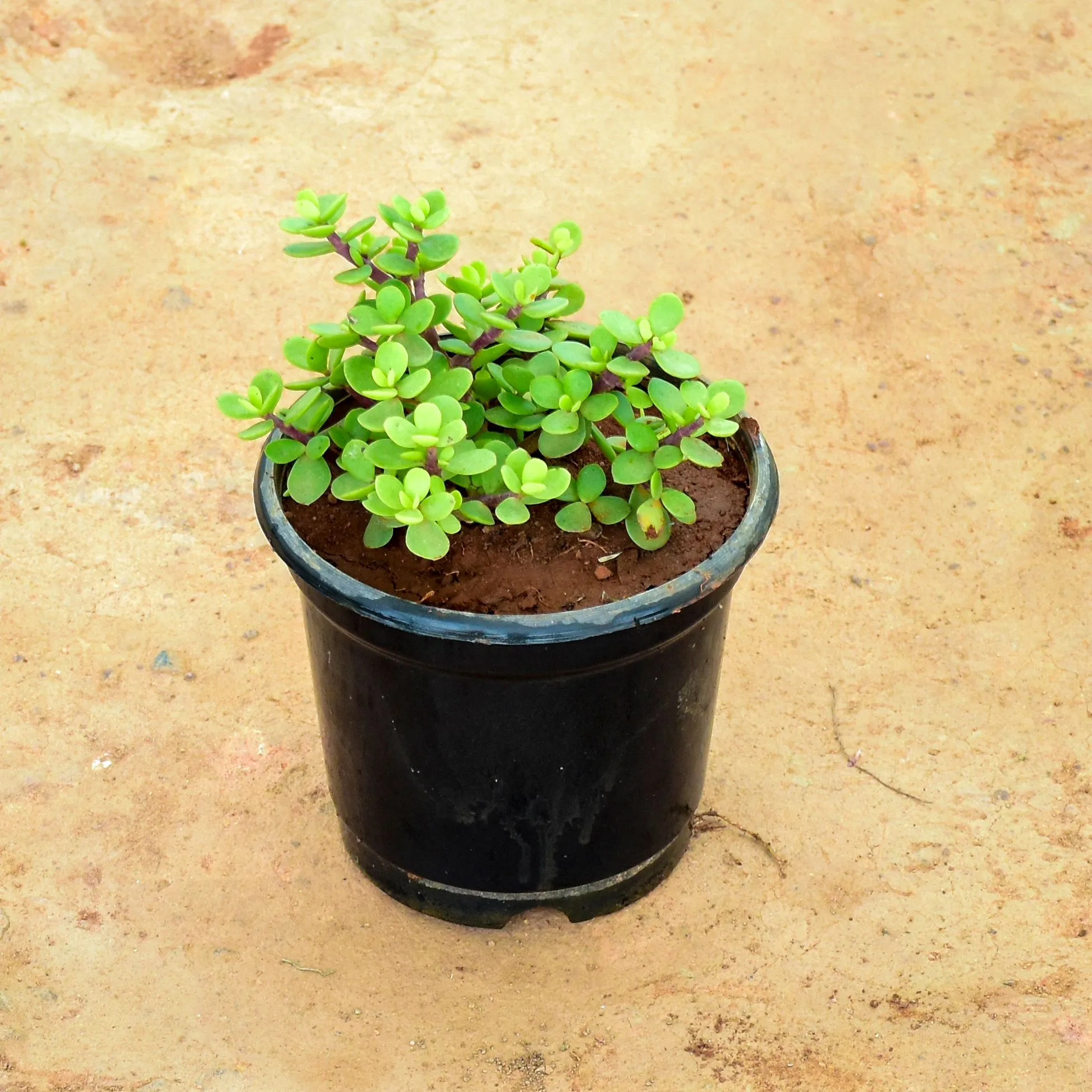 Jade in 7 Inch Nursery Pot