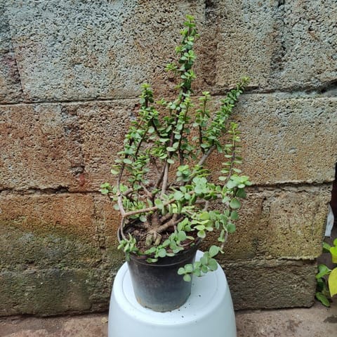 Jade in 5 Inch Nursery Pot