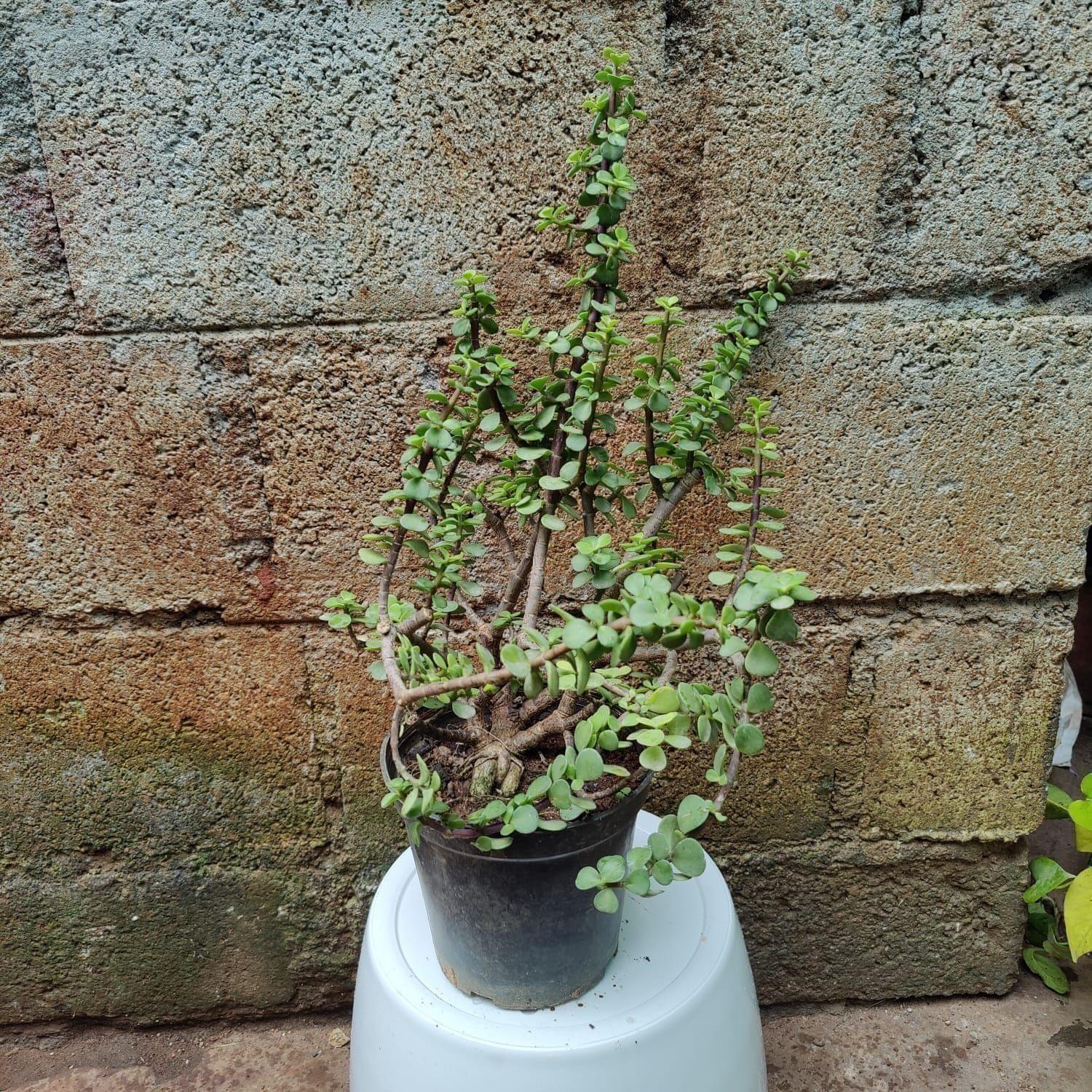 Jade in 5 Inch Nursery Pot