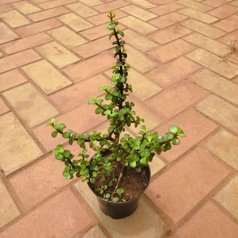 Jade in 5 Inch Nursery Pot