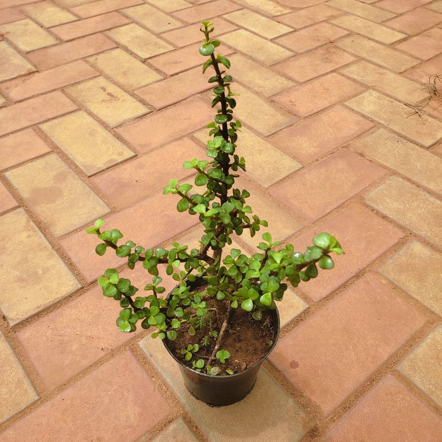 Jade in 5 Inch Nursery Pot