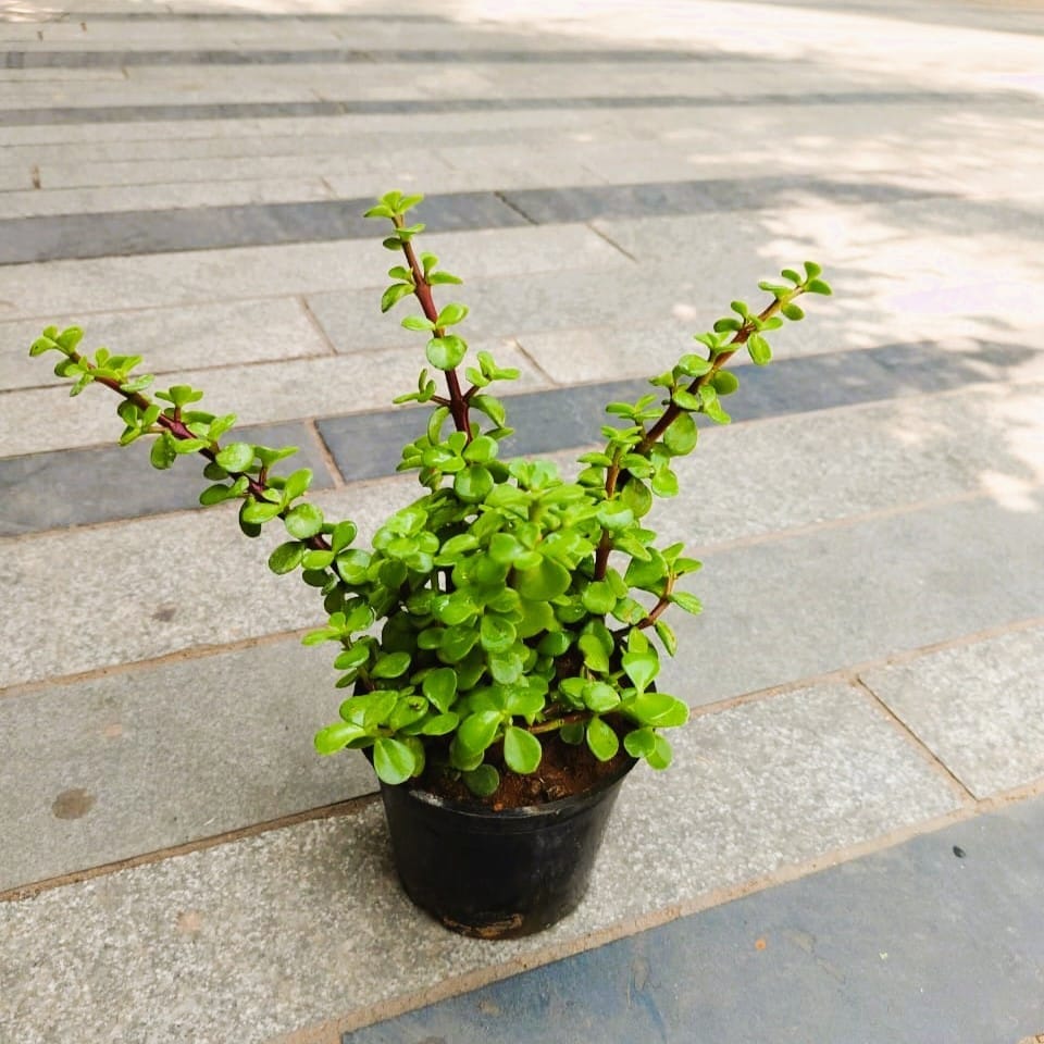 Jade in 4 Inch Nursery Pot Jade in 4 Inch Nursery Pot