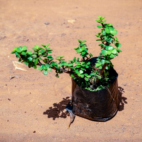 Jade in 4 Inch Nursery bag