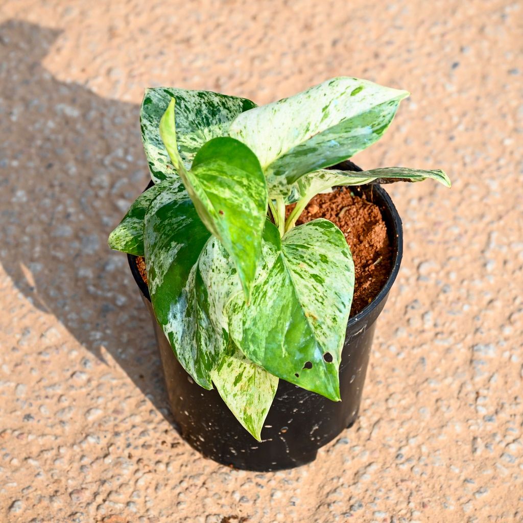 Buy Marble Money Plant in 5 Inch Nursery Pot Online | Urvann.com Marble Money Plant in 5 Inch Nursery Pot
