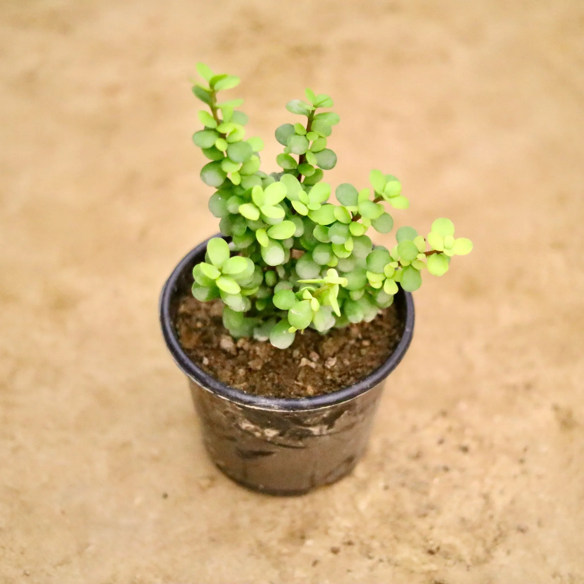 Jade (Pune) in 6 Inch Nursery Pot