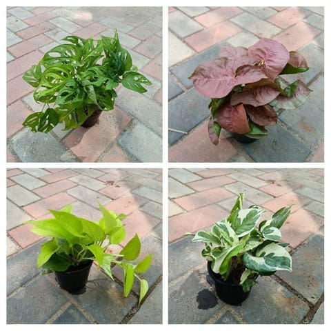 Air Purifying Plant Combo - Set of 4 - Monstera Broken Heart, Syngonium Pink, Money Plant Green & White in Nursery Pot in Dlf Phase 2