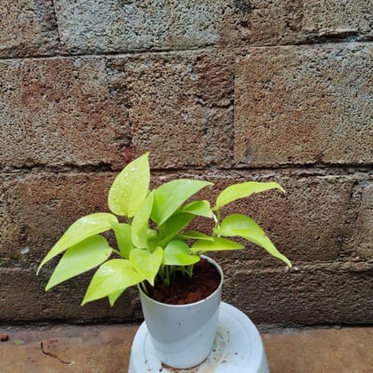Buy Golden Money Plant in 4 Inch Premium Plastic Pot (any colour) Online | Urvann.com