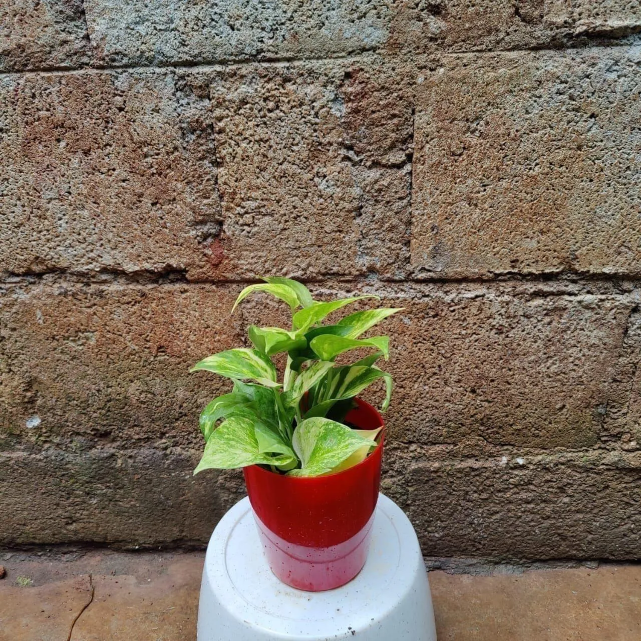 Money Plant Green in 4 Inch premium Plastic Pot (any colour)