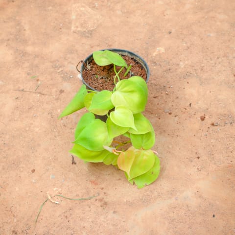 Golden Money Plant in 4 Inch Nursery Pot