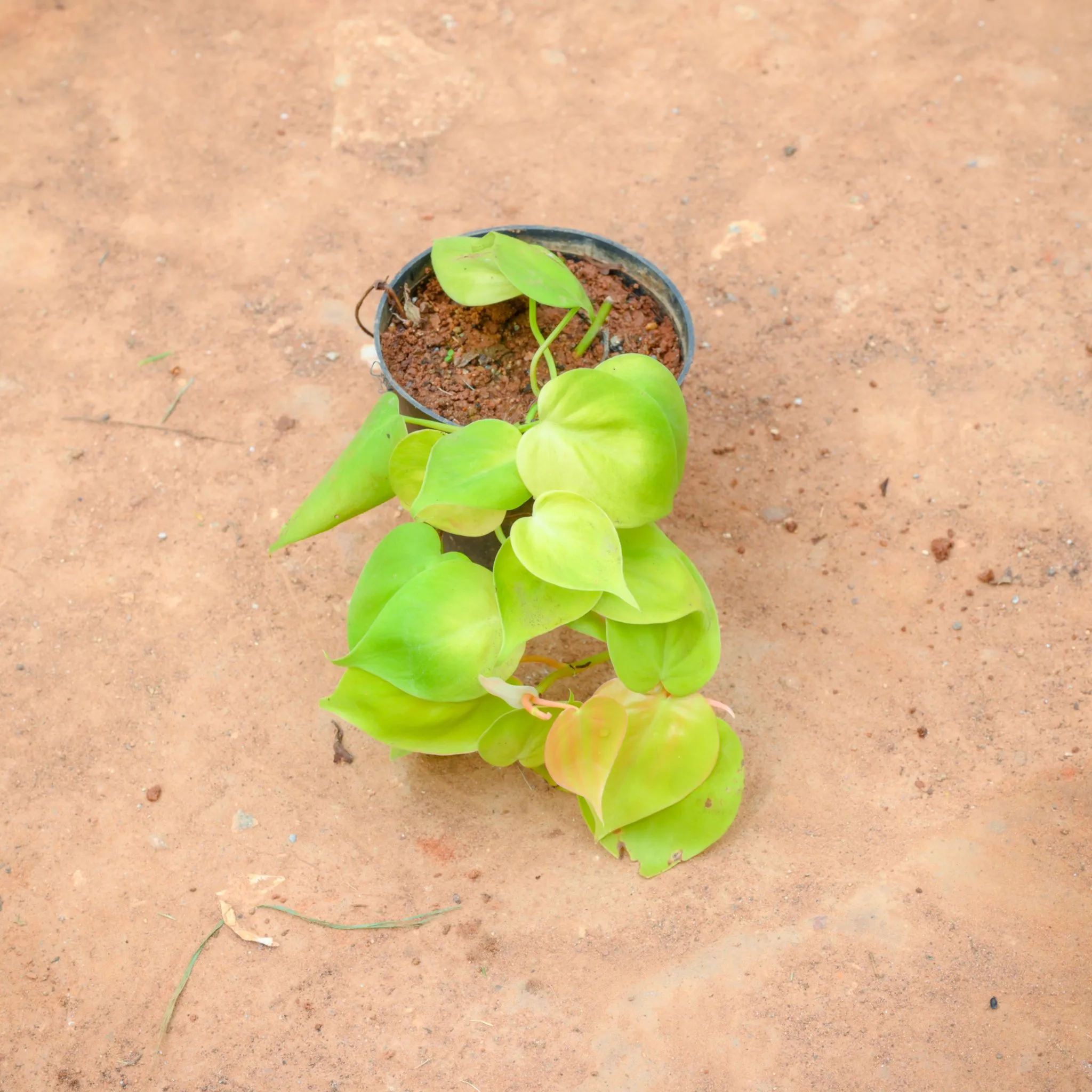 Golden Money Plant in 4 Inch Nursery Pot