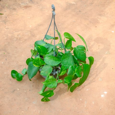 Money Plant Green in 8 Inch Grey Hanging Plastic Pot