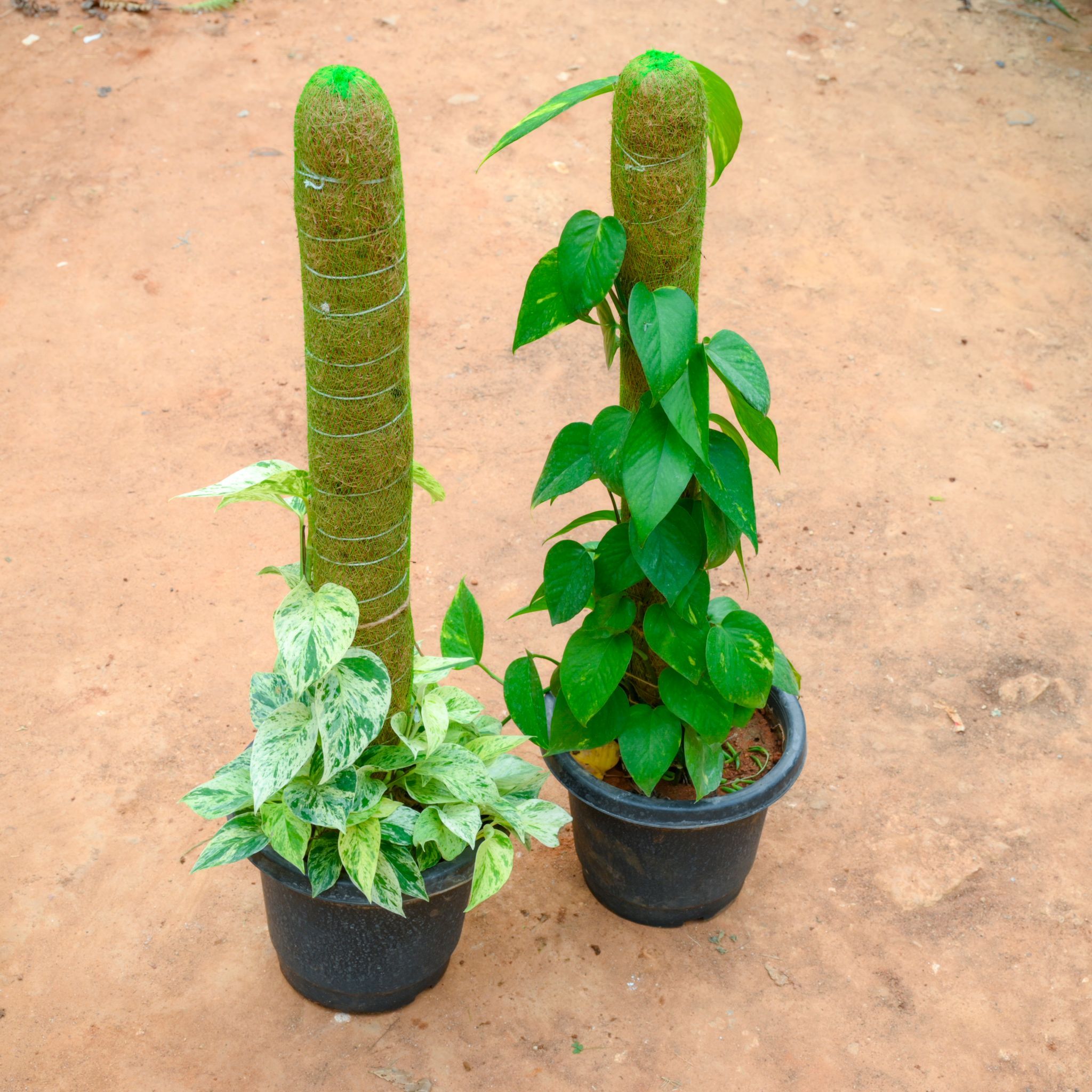 Set Of 2 - Money Plant Green & White With (~ 3 Ft) Moss Stick in 10 Inch Nursery Pot