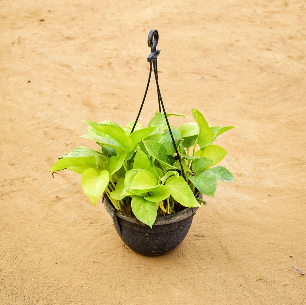 Buy Money Plant Golden in 7 inch Hanging Basket Online | Urvann.com Money Plant Golden in 6 inch Hanging Basket