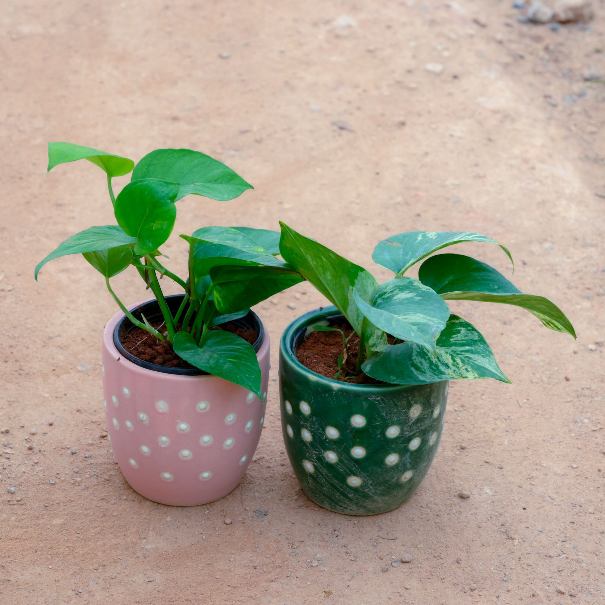Set Of 2 - Money Plant Green & Marble in 4 Inch Cup Designer Ceramic Pot (Any Design) (Any Colour)