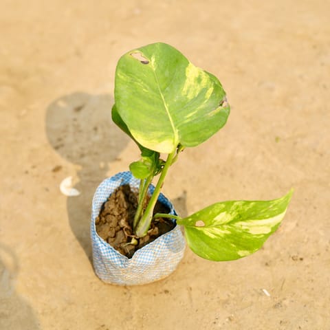 Money Plant Green in 4 Inch Nursery Bag