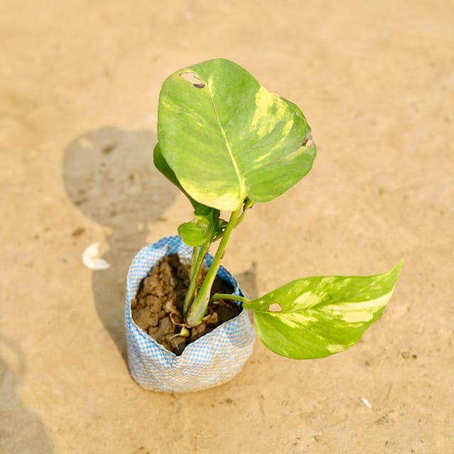 Money Plant Green in 4 Inch Nursery Bag