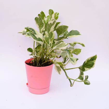 Buy Money Plant N'joy in 4 Inch Pink Florence Self Watering Pot Online | Urvann.com