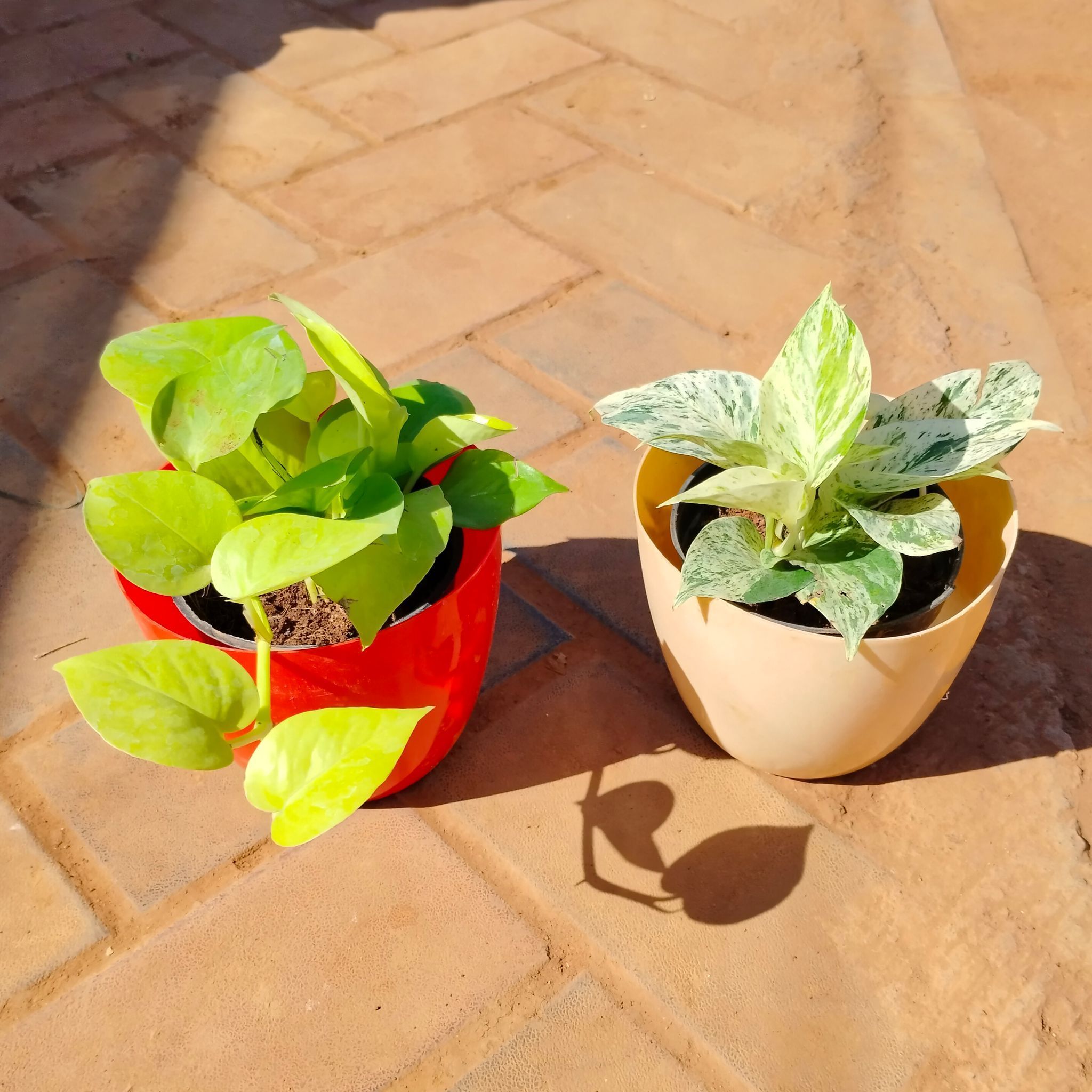Set of 2 - Money plant (Golden & White) in 6 Inch Multicoloured Premium Orchid Round Plastic Pot