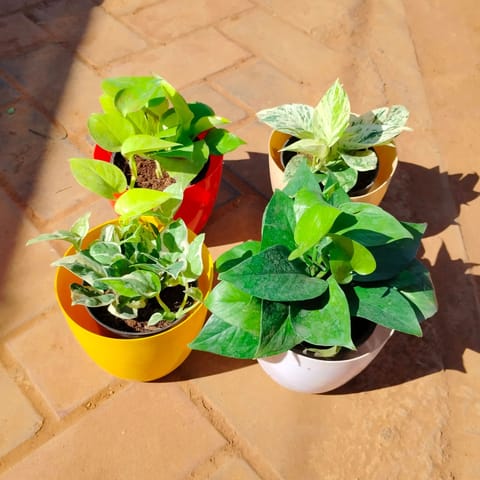 Set of 4 - Money Plant (Green, Golden, White & N'joy) in 6 Inch Multicoloured Premium Orchid Round Plastic Pot
