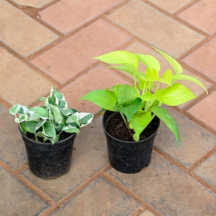 Buy Set of 2 - Money plant (Golden & Marble) in 4 Inch Nursery Pot Online | Urvann.com