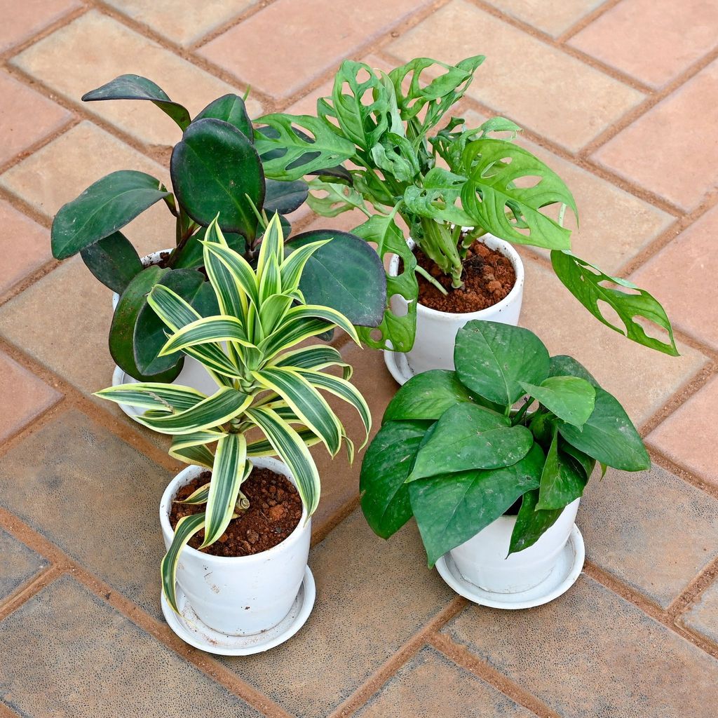 Buy Set of 4 - Money Plant Green, Song of India , Monstera Broken Heart & Peperomia / Radiator Plant Black in 4 Inch Classy White Cup Ceramic Pot with Tray Online | Urvann.com Set of 4 - Money Plant Green, Song of India , Monstera Broken Heart & Peperomia / Radiator Plant Black in 4 Inch Classy White Cup Ceramic Pot with Tray