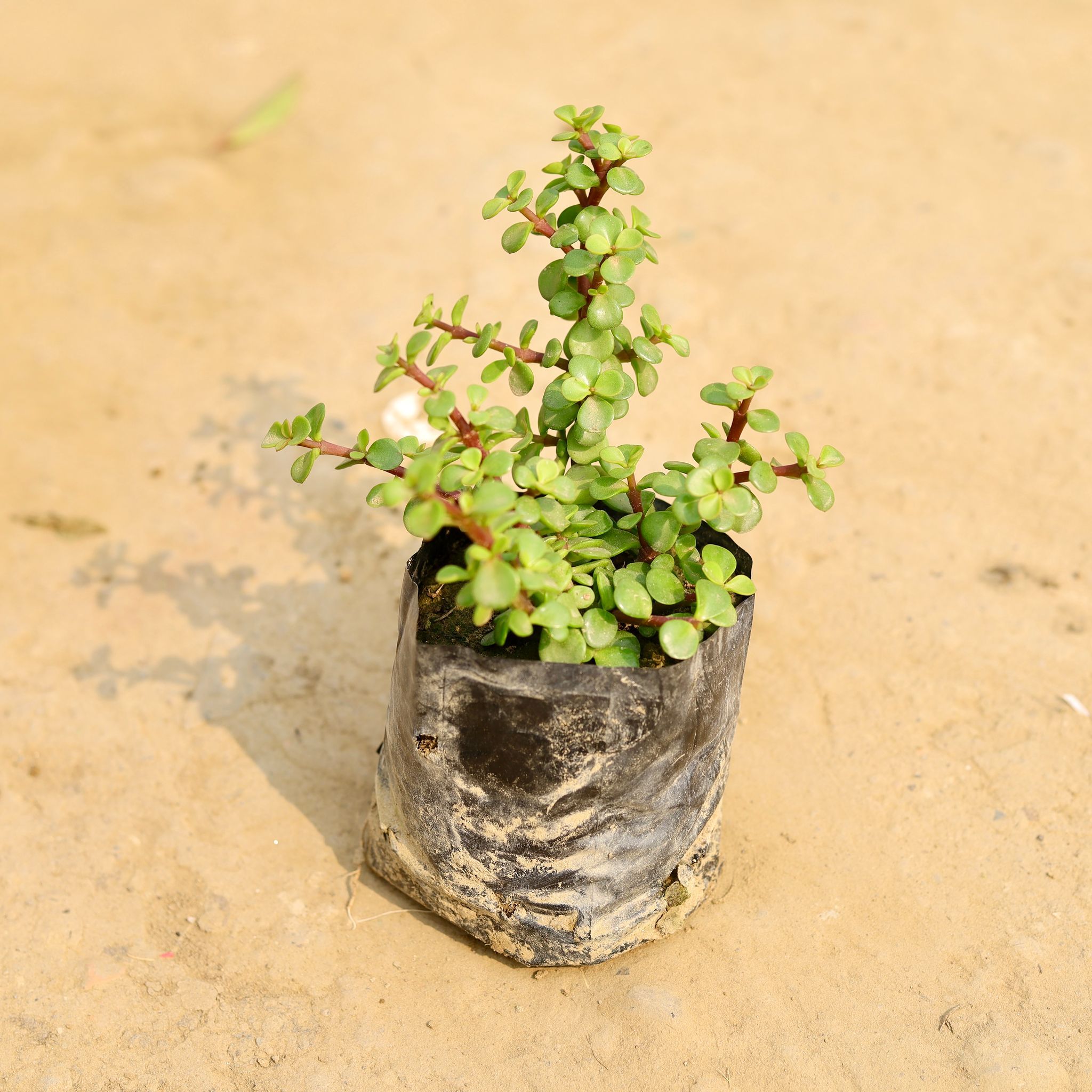 Jade in 4 Inch Nursery Bag