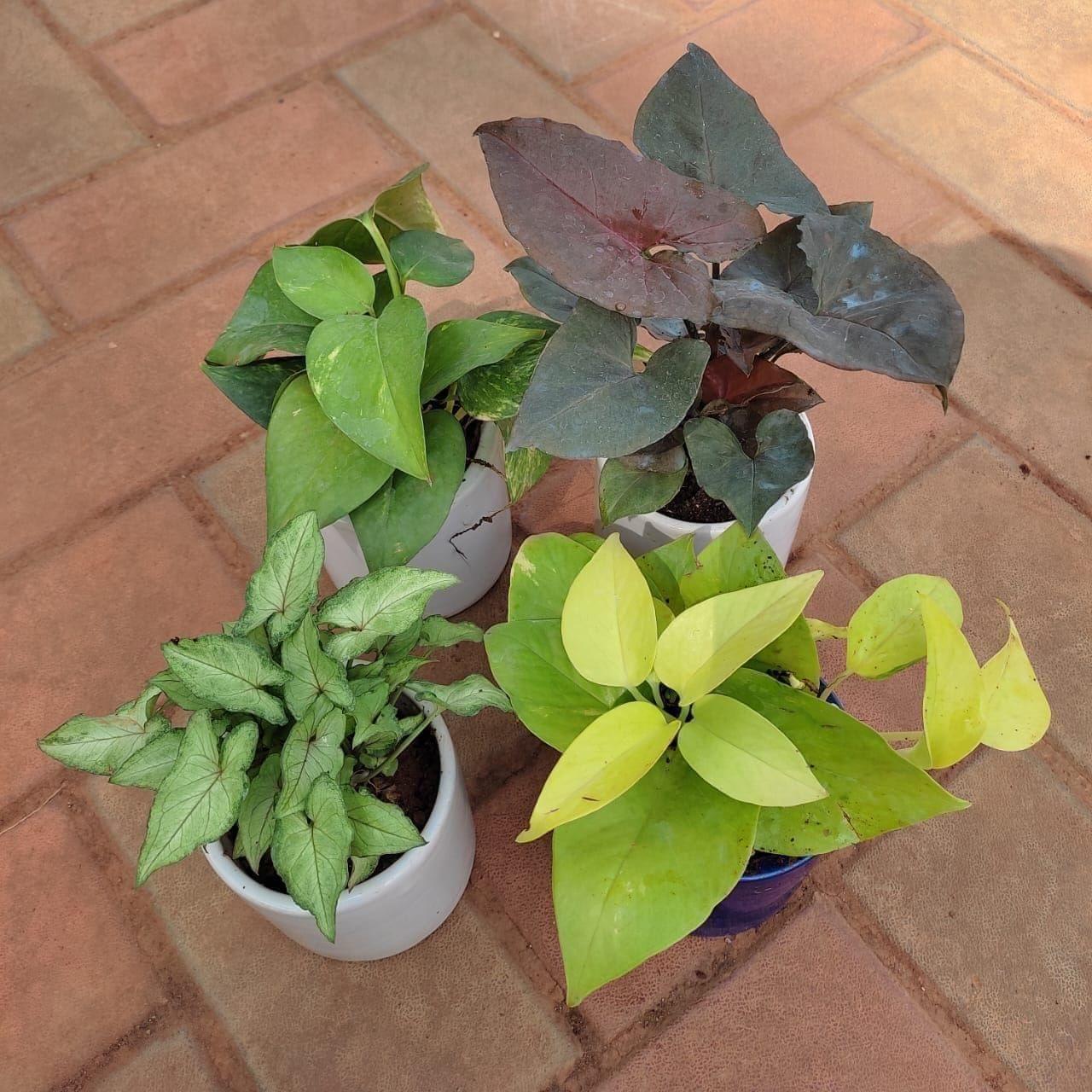 Set of 4 - Syngoniums Green Small Leaves, Syngonium Black, Money Plant Green & Golden in 4 Inch Classy Cup Ceramic Pot (any colour)