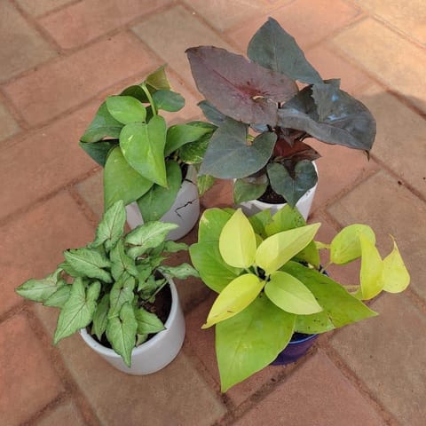 Set of 4 - Syngoniums Green Small Leaves, Syngonium Black, Money Plant Green & Golden in 4 Inch Classy Cup Ceramic Pot (any colour)