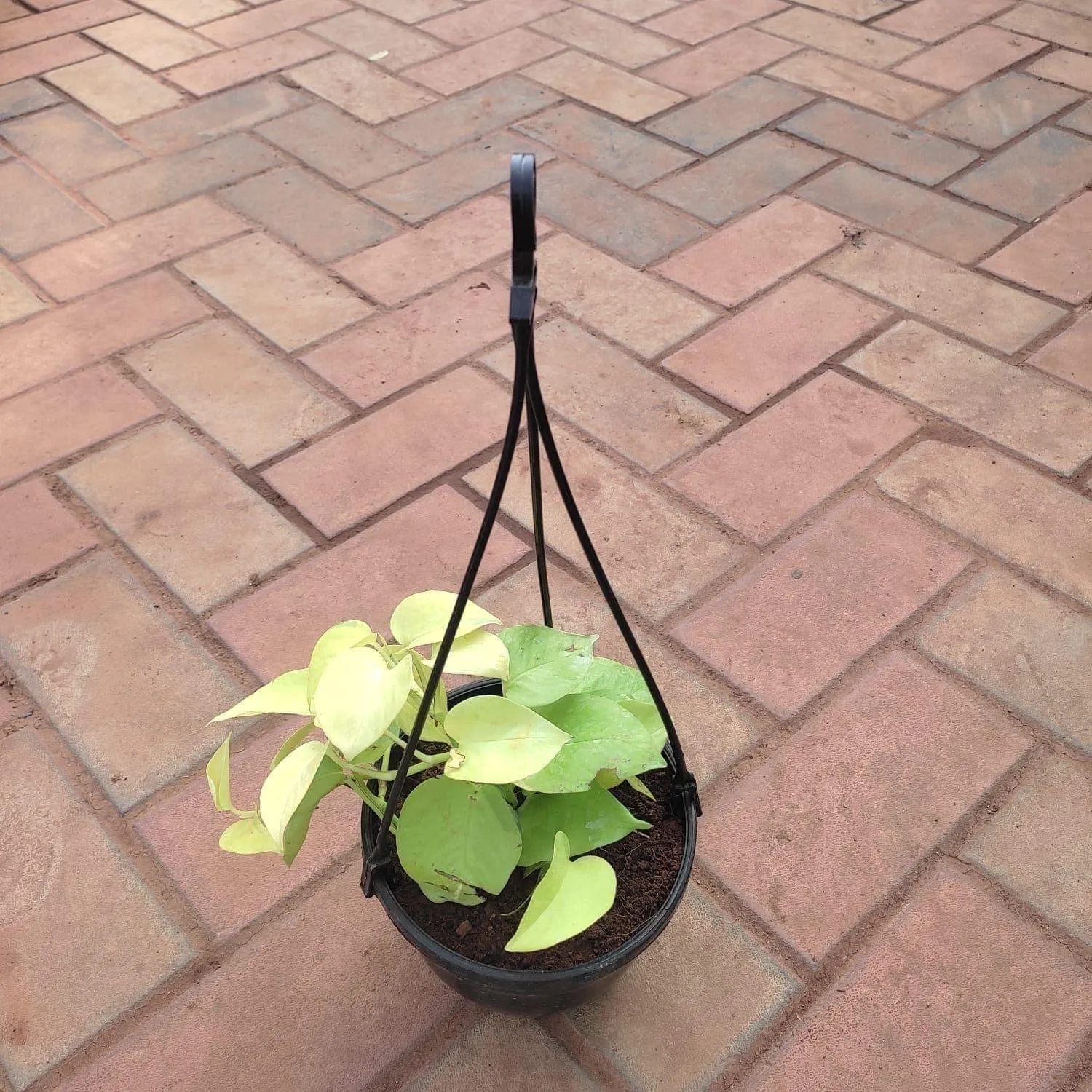 Money Plant Golden in 6 Inch Hanging Basket (any colour)