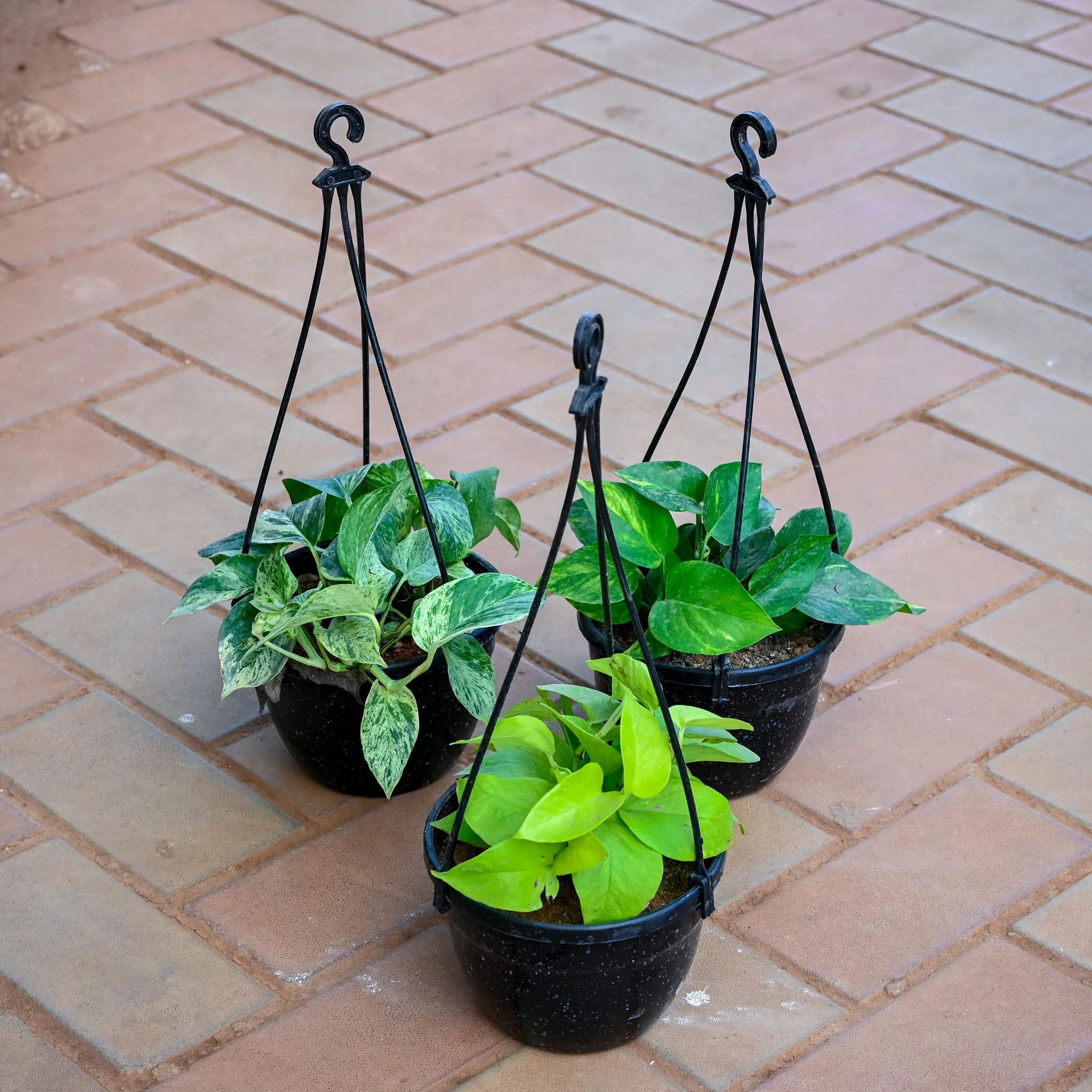 Set of 2 - Money Plant White, Golden & Green in 5 Inch Black Hanging Basket