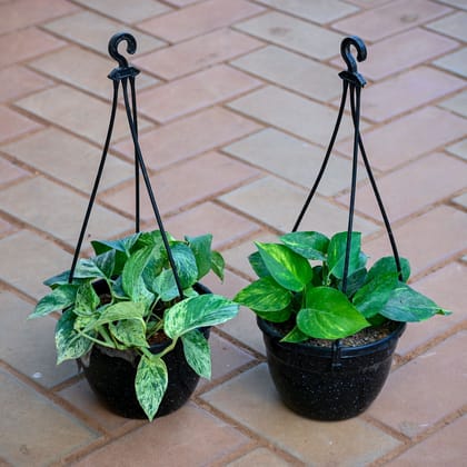Set of 2 - Money Plant White & Green in 5 Inch Black Hanging Basket
