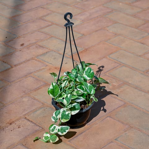 Money Plant N'Joy in 5 Inch Black Hanging Plastic Pot