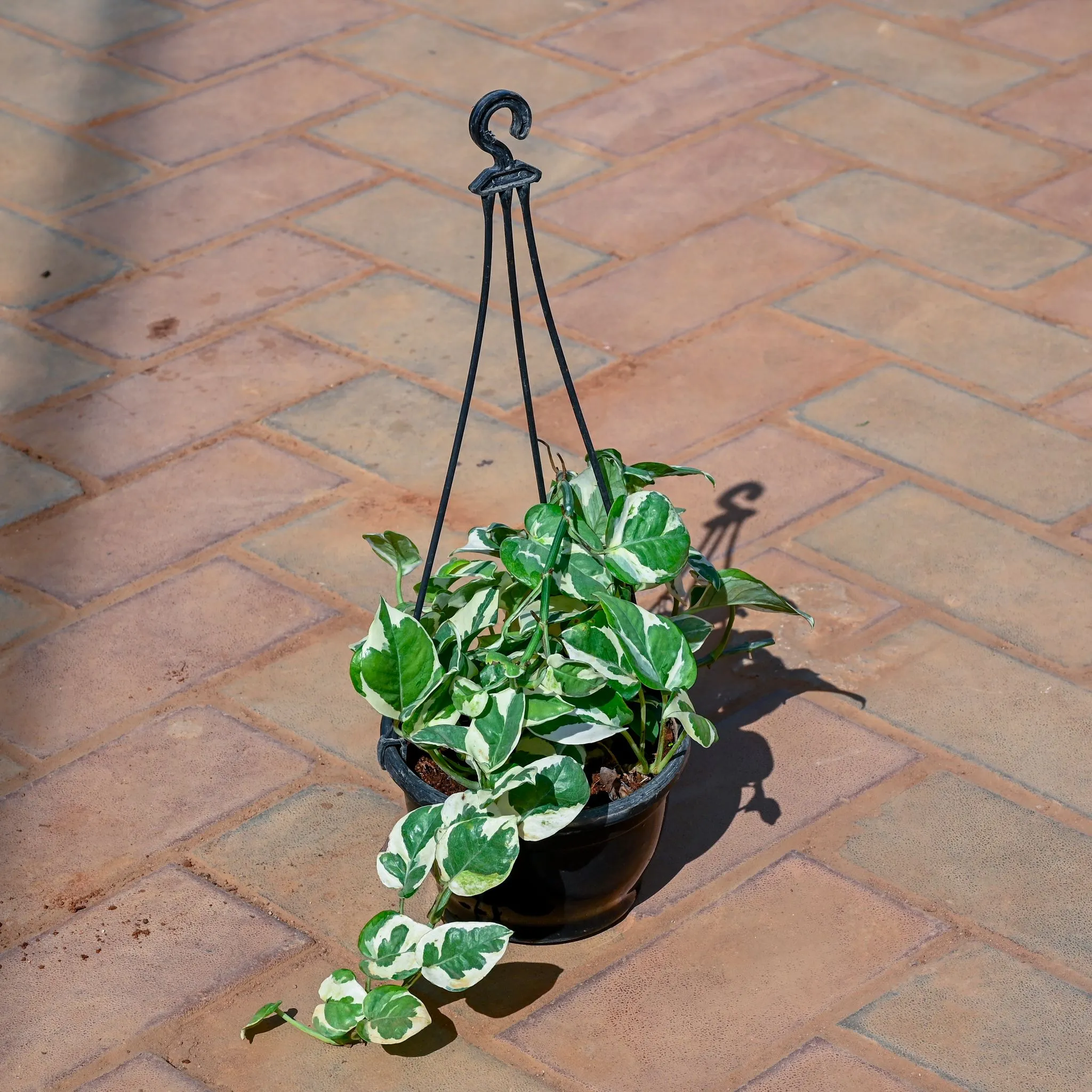 Money Plant N'Joy in 5 Inch Black Hanging Plastic Pot
