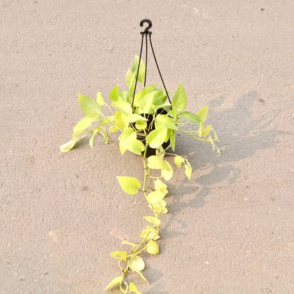 Buy Money Plant Golden in 6 Inch Black Hanging Plastic Pot Online | Urvann.com