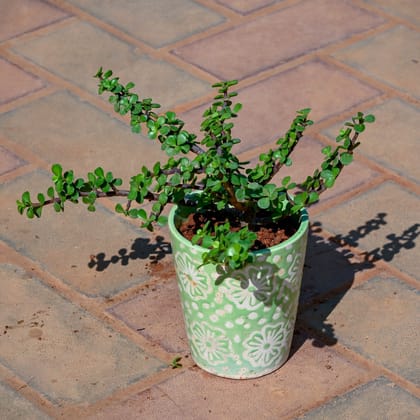 Buy Jade Plant in 5 Inch Balti Designer Ceramic Pot (Any Colour & Design) Online | Urvann.com