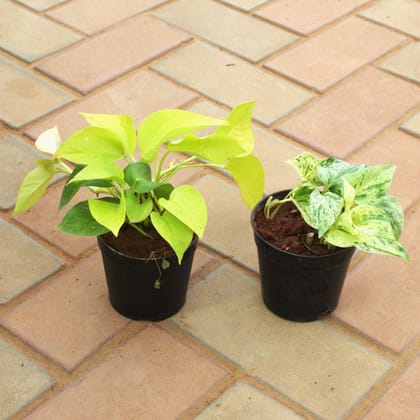 Buy Set of 2 - Money Plant (Golden & White) in 4 Inch Nursery Pot Online | Urvann.com