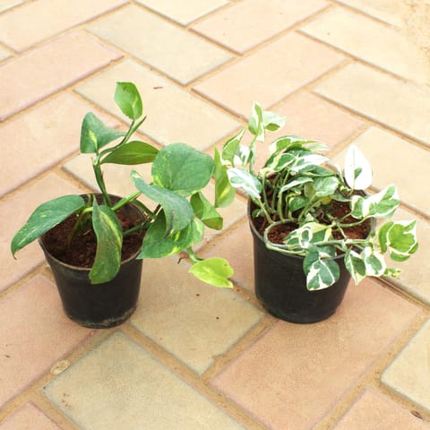 Set of 2 - Money Plant (Green & N'Joy) in 4 Inch Nursery Pot