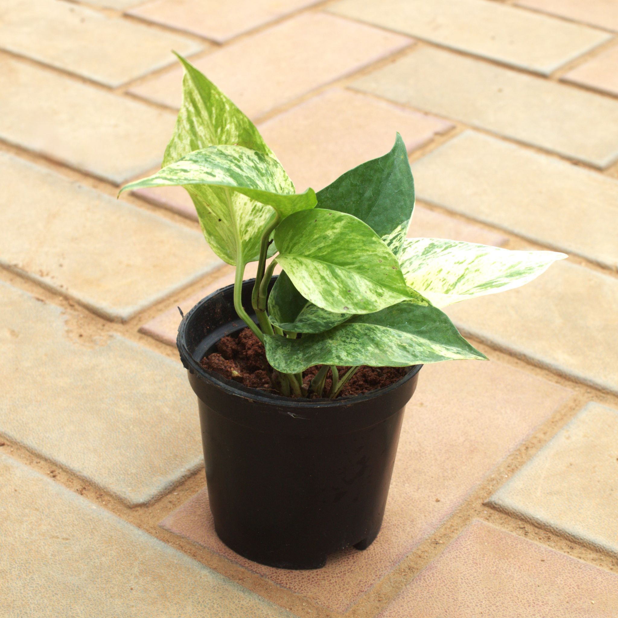 Money Plant White in 4 Inch Nursery Pot