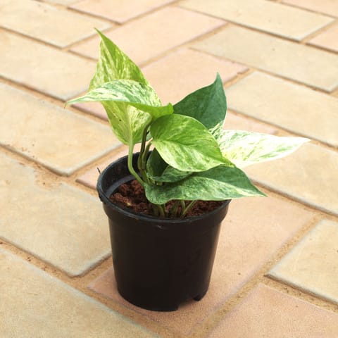 Money Plant White in 4 Inch Nursery Pot