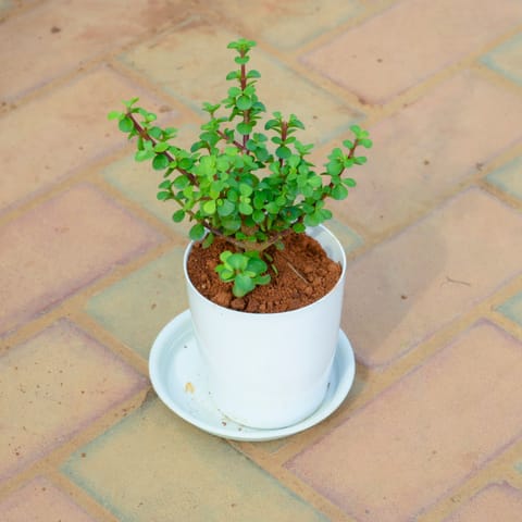 Jade Plant in 5 Inch White Premium Sphere Plastic Pot with Tray
