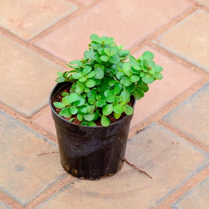 Buy Jade Bushy in 5 Inch Nursery Pot Online | Urvann.com