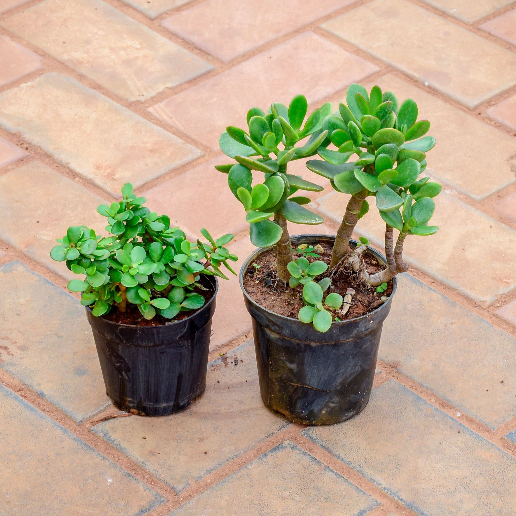 Set of 2 - Jade & Crasulla in 5 Inch Nursery Pot