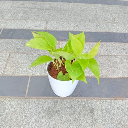 Buy Money plant golden in 5 Inch White Premium Plastic Pot Online | Urvann.com