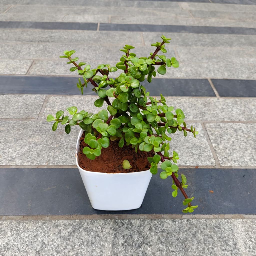 Jade in 4 Inch White Premium Square Plastic Pot Jade in 4 Inch White Premium Square Plastic Pot