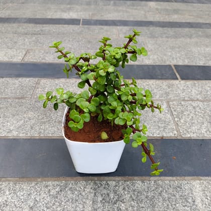 Jade in 4 Inch White Premium Square Plastic Pot
