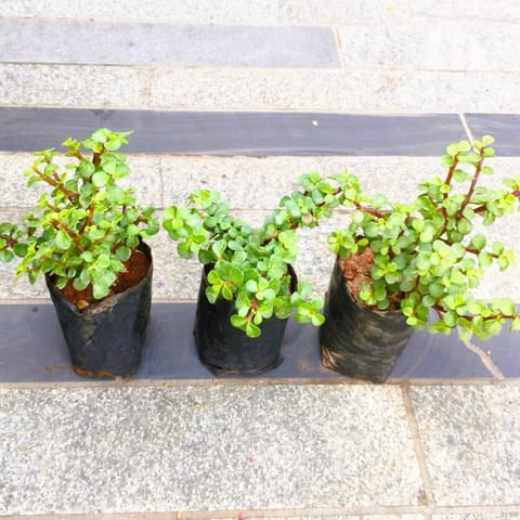 Set of 3 - Jade in 3 Inch Nursery Bag