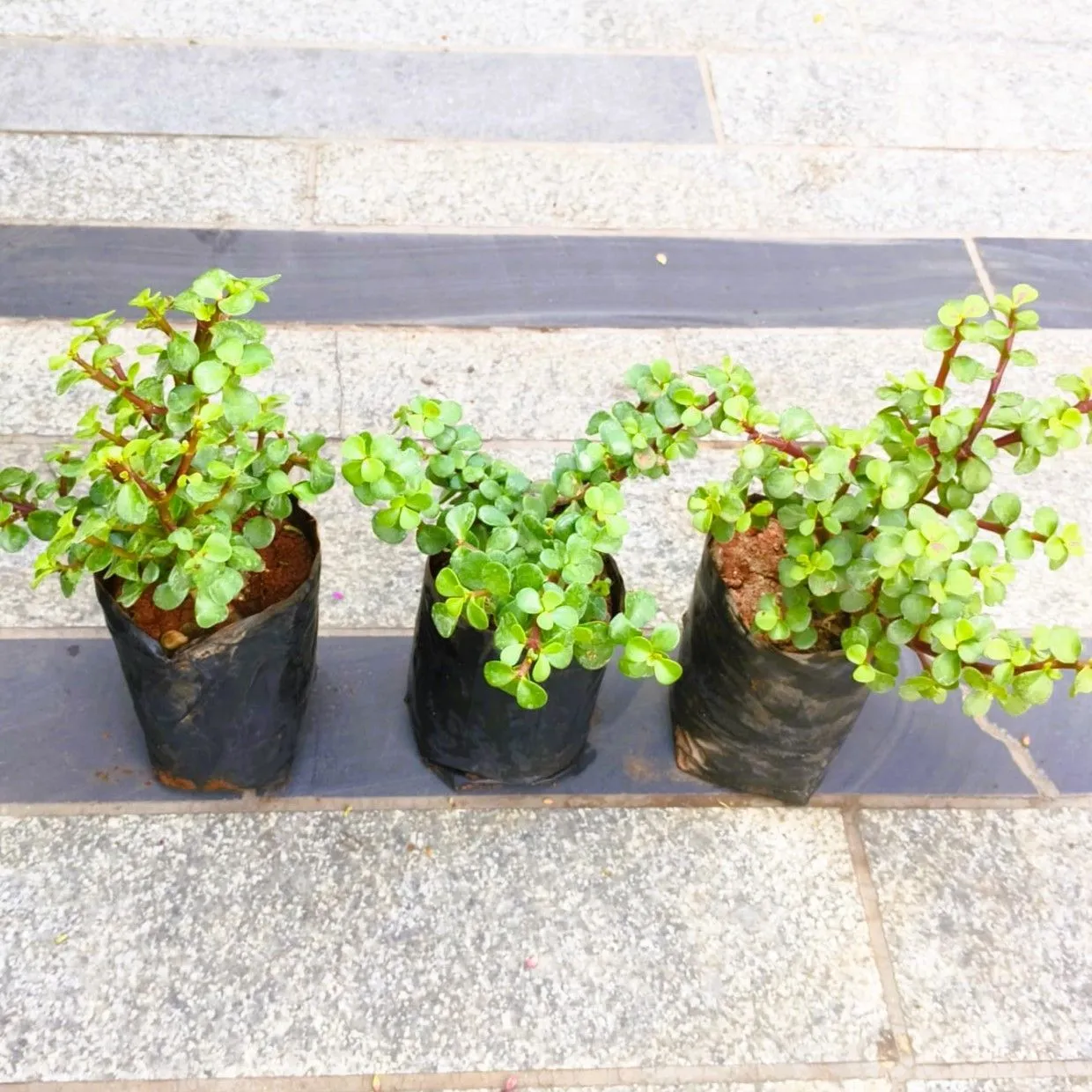 Set of 3 - Jade in 3 Inch Nursery Bag