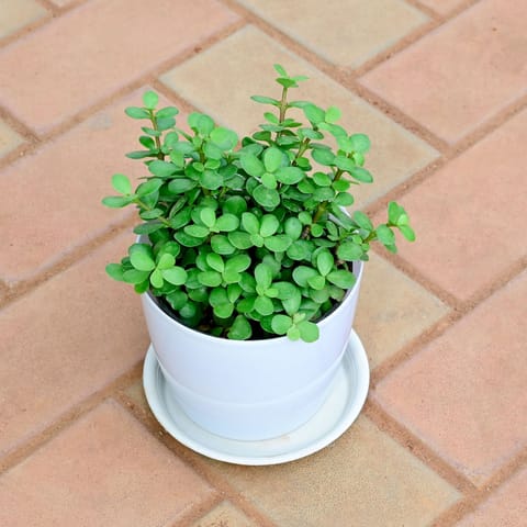 Jade in 6 Inch White Premium Sphere Plastic Pot with Tray